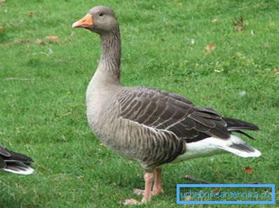 Ganso busca encontrar un lago subterráneo. Ganso busca encontrar un lago subterráneo.