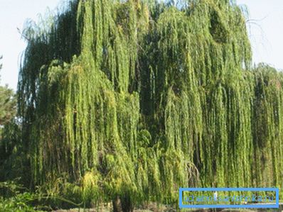 La vegetación existente en el sitio puede ayudar a encontrar el mejor lugar para un pozo o un pozo. La vegetación existente en el sitio puede ayudar a encontrar el mejor lugar para un pozo o un pozo.