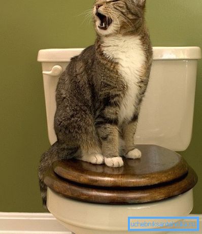 El gato va al baño solo por su cuenta, debe ser entendido. El gato va al baño solo por su cuenta, debe ser entendido.