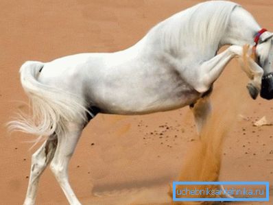 El caballo siente la humedad. El caballo siente la humedad.