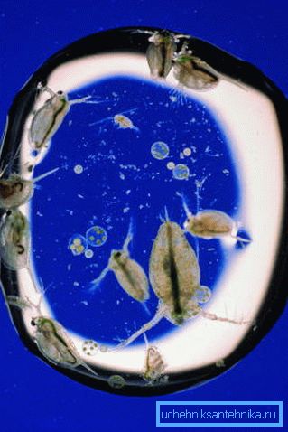 Microorganismos en una gota de agua al microscopio. Microorganismos en una gota de agua al microscopio.