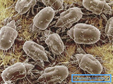 En la foto - microorganismos escondidos en una pequeña cantidad de polvo. En la foto - microorganismos escondidos en una pequeña cantidad de polvo.