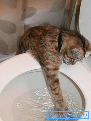 Algunos gatos están intrigados por el drenaje del agua. Algunos gatos están intrigados por el drenaje del agua.