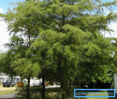 1223 Aliso imperialis negro