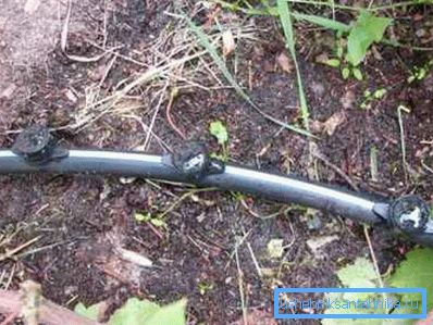 Riego de uvas a través de un tubo de polietileno. Riego de uvas a través de un tubo de polietileno.
