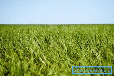 La materia prima para la producción de biocombustibles es ecológica. La materia prima para la producción de biocombustibles es ecológica.