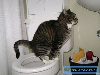 Eliminamos la imitación y admiramos al gato aprendido. Eliminamos la imitación y admiramos al gato aprendido.