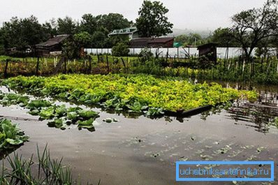 Parcela inundada de huerto Parcela inundada de huerto