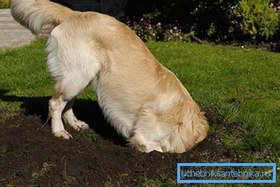 Los animales cavan donde el agua está más cerca de la superficie. Los animales cavan donde el agua está más cerca de la superficie.